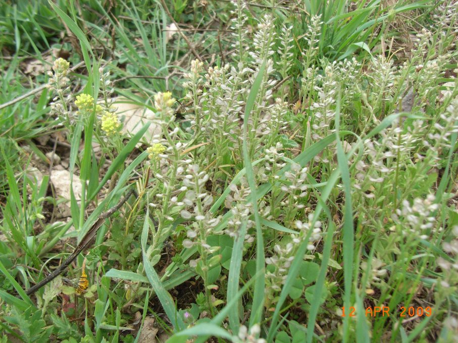 Alyssum alyssoides / Alisso annuo